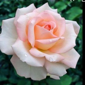 Meet your Posher, Marie